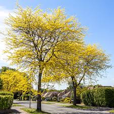 Best Shade Trees For Your Yard The