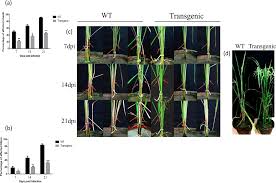 Proteo Metabolomic Investigation Of Transgenic Rice Unravels