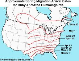 Hummingbird Migration Spring Fall Migration Information