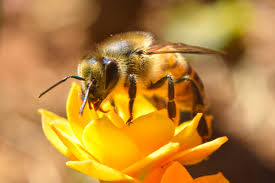 surprising ways to identify a honey bee