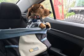 Dog Owner Urges Drivers To Consider