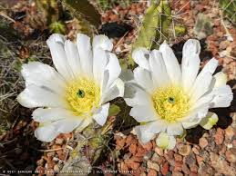 flowering cactus a late blooming aloe