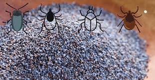 Tiny Black Bugs That Look Like Poppy Seeds