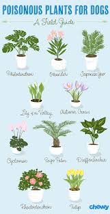 check your plants shurbeez shih tzu