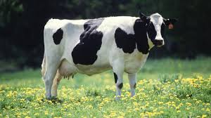 COW milk ile ilgili görsel sonucu