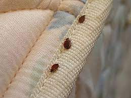 how to check mattress for bed bugs