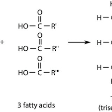 3 typical glycerol fatty acid and