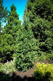 columnar norway spruce trees