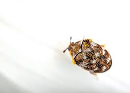 how to get rid of carpet beetles woodard