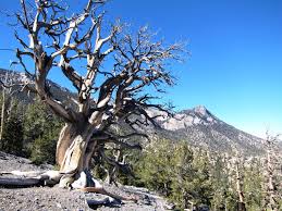 Image result for Bristlecone Trail at Mt. Charleston