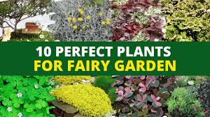 fairy garden miniature garden plants
