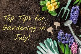 Top Tips For Gardening In July