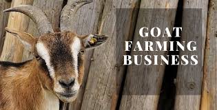 7 Steps To Start Profitable Goat Farming Business In India