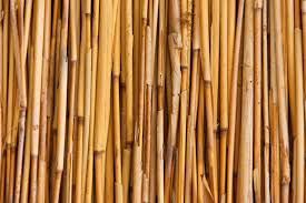 Image result for bamboo