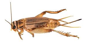 what do house crickets eat almost