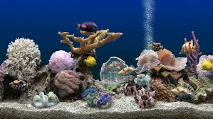 marine aquarium screensaver desktop lux
