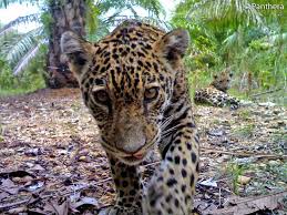 In other words, a jaguar bite is strong enough to pierce through the skull of its prey. Fun Facts About Jaguars Live Science