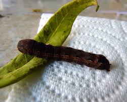 Black And Brown Caterpillar Eat Best Menu Template Design