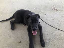 Great dane puppies for sale and dogs for adoption. Great Dane Puppies For Sale Virginia Beach Va 326967
