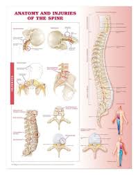Anatomy And Injuries Of The Spine Laminated Anatomical Chart