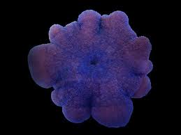 carpet anemone hard blue