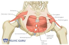 muscles in the pelvic floor the
