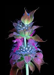 Fluorescent minerals and gems glow in black light. Remarkable Photos Capture The Light That Plants Emit Wired
