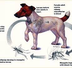 why prevention of heartworm disease is