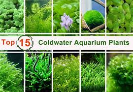 15 top coldwater aquarium plants