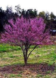 Browse our collection and find colorful perennials for your usda hardiness zone 5 garden. 7 Dwarf Trees Zone 5 Ideas Dwarf Trees Garden Trees Flowering Trees