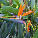 Image result for strelitzia