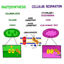 Cellular Respiration Photosynthesis