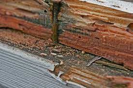 5 signs of a home termite infestation