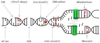 plants cope with dna damage