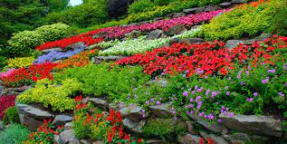 How To Start A Flower Garden 3 Steps