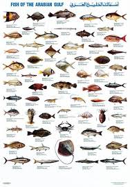 Fish Of The Arabian Gulf Fish Marine Fish Fish Chart