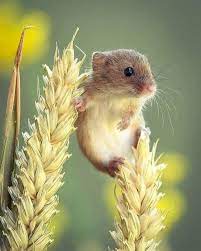 Милая Мышка | Пикабу