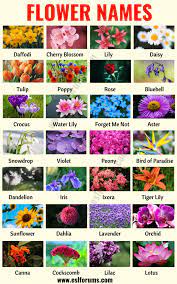 flower names list of 25 por types