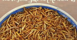 breed mealworms for your ens
