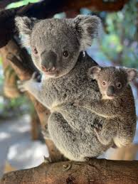 koala joey on wild koala day