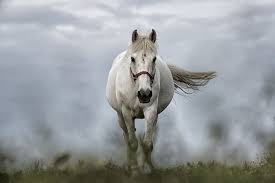 Bildresultat för hästar bilder