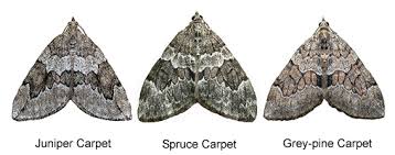 pine carpet identification