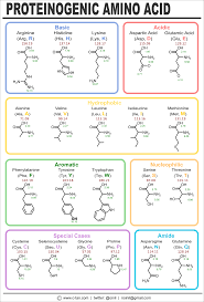 Chart Of Amino Acids Cheng Tans Website