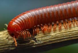 How To Get Rid Of Millipedes Naturally