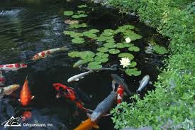 pond fish health what you need to know