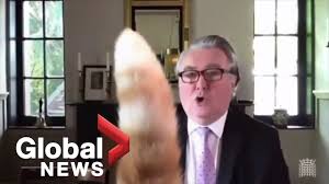 And while they have evolved enviably heightened senses like sight and hearing, they still can't speak our language. Rocco Put Your Tail Down Cat Interrupts Virtual Uk Parliamentary Meeting Youtube