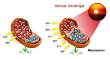 Image result for red light mitochondria