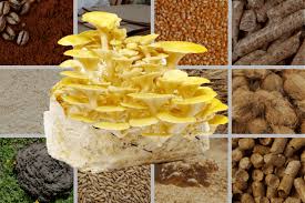 mushroom substrate recipe