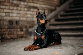 14 best dogs for personal protection