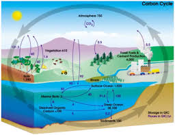 What Is The Carbon Cycle